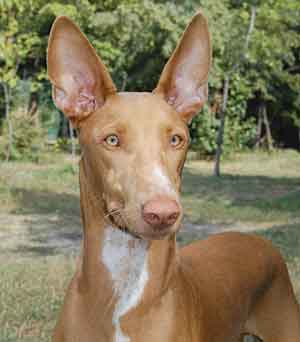 PHARAON-HOUND